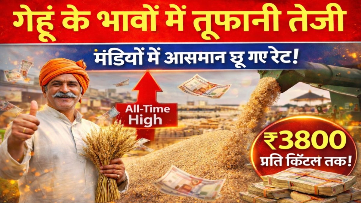 Wheat Bhav Update Today